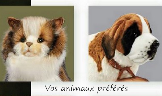 image de la Collection 